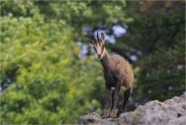 <p>KAMZÍK HORSKÝ (Rupicapra rupicapra) Lužické hory, Studenec ---- /Chamois - Gämse/</p>